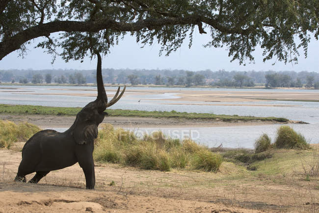 Afrikanischer Elefant, der bis zur Akazie reicht, Mana Pools Nationalpark, Zimbabwe, Afrika — Stockfoto