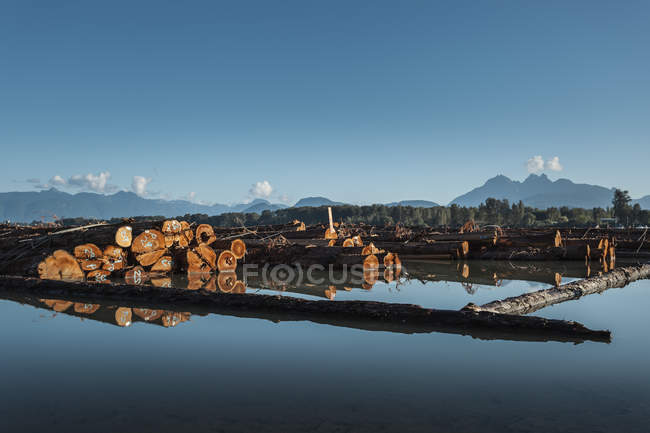 Tronchi galleggianti nel lago, Vancouver, Columbia Britannica, Canada — Foto stock