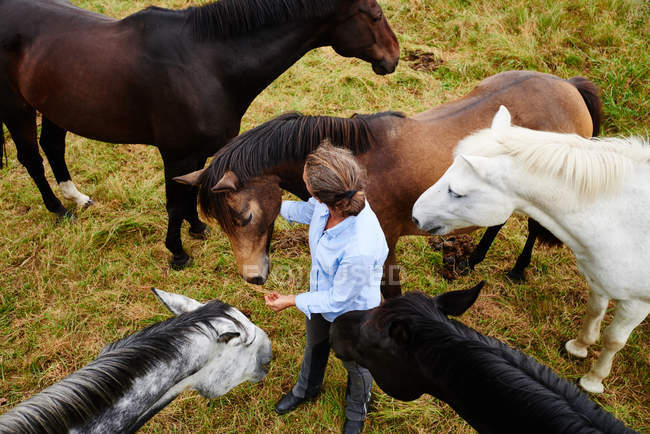 Visão aérea da mulher entre cinco cavalos no campo — Fotografia de Stock