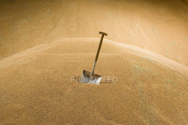 Shovel in wheat store in farm — Stock Photo