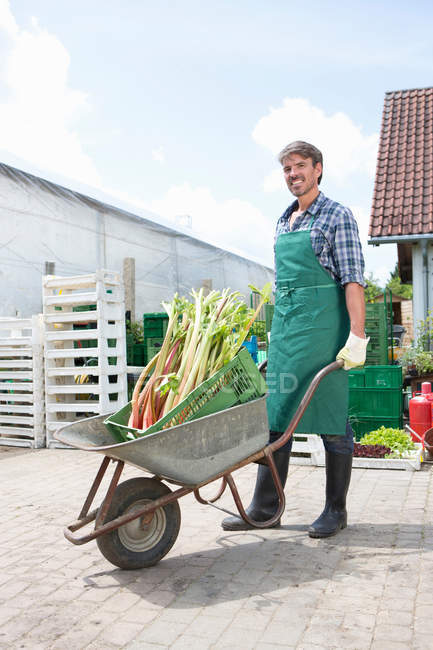 Portrait of organic farmer with wheelbarrow of rhubarb — Stock Photo