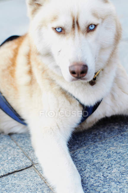 Husky cão deitado no asfalto, de perto — Fotografia de Stock