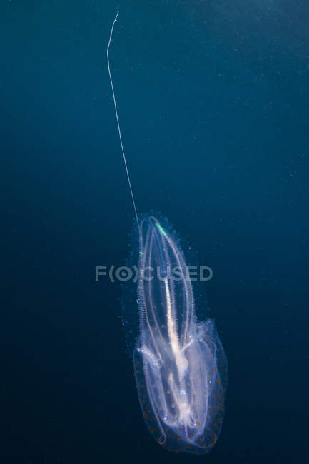 Медуза з електричними кольоровими крапками і смугами під водою — стокове фото