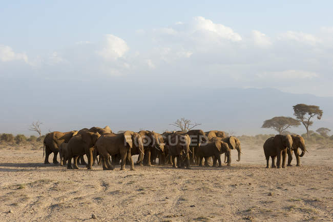 Африканские слоны в Национальном парке Амбосели, Кения, Африка — стоковое фото