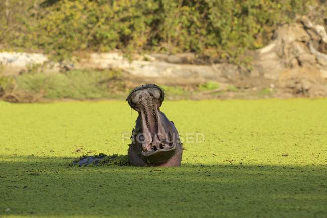 Hippopotame avec bouche ouverte, Parc national des piscines de Mana, Zimbabwe — Photo de stock