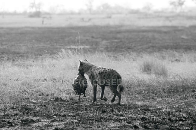 Hiena llevando estómago de hipopótamo muerto, Botswana - foto de stock