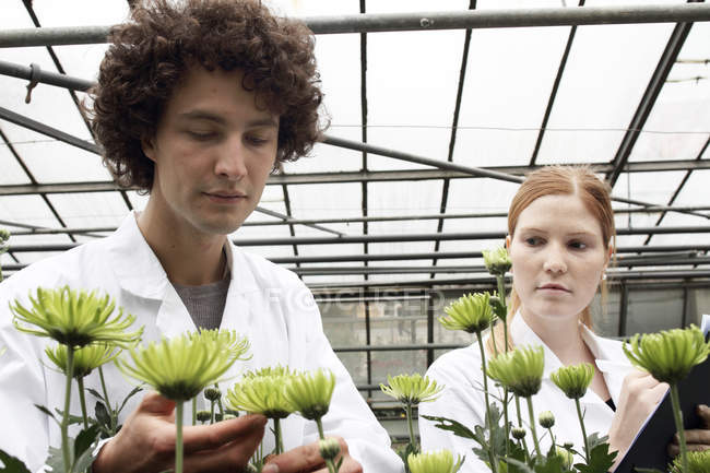 Horticultores trabajando con flores en invernadero - foto de stock
