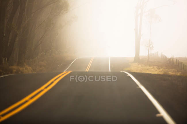 Sella strada vicino foresta nella nebbia — Foto stock