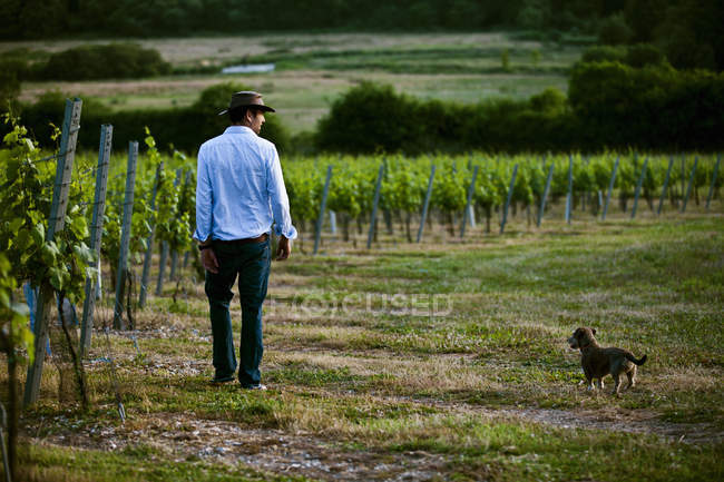 Hombre adulto y perro monitoreando el vino y el viñedo de champán, Cottonworth, Hampshire, Reino Unido - foto de stock