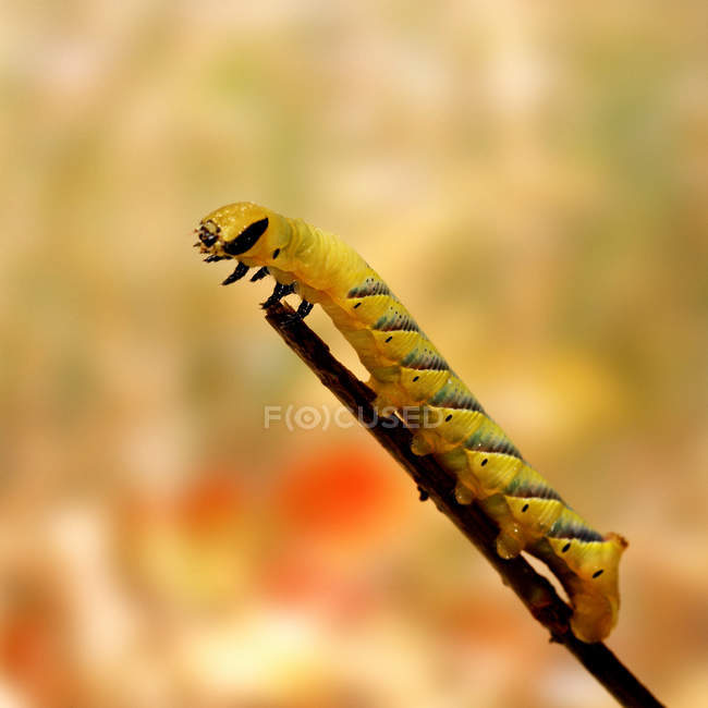 Nahaufnahme der schönen gelben Raupe auf Zweig, selektiver Fokus — Stockfoto