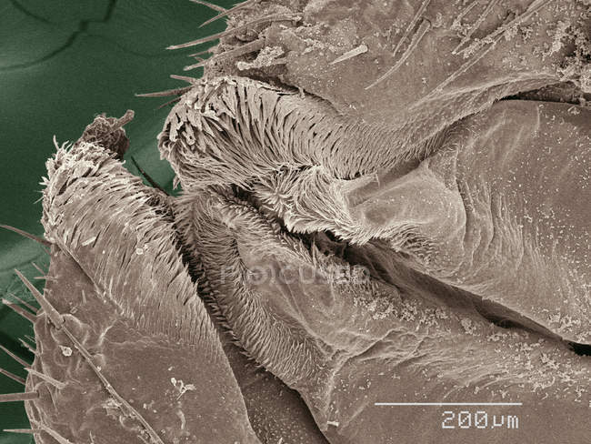 Farbige Rasterelektronenmikroskopie amerikanischer Kakerlakenmundteile — Stockfoto