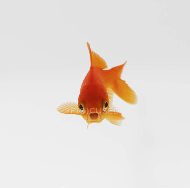 Vue de face du poisson rouge nageant sous l'eau — Photo de stock