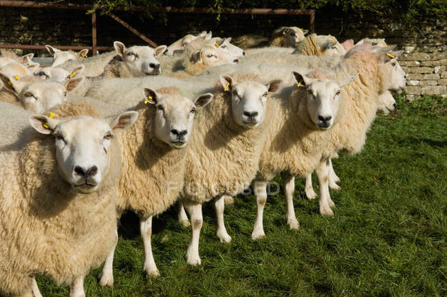 Зграя овець, що стоять разом на зеленій траві — стокове фото