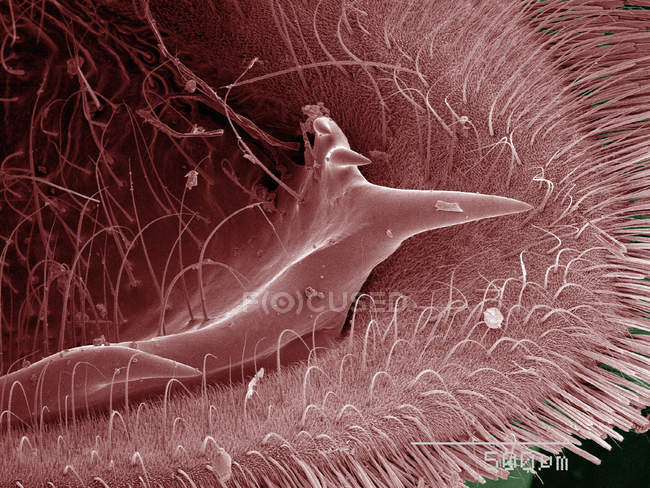 Farbige Rasterelektronenmikroskopie des Schwalbenschwanzschmetterlings — Stockfoto