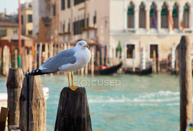 Seagull perched on wooden post — Stock Photo