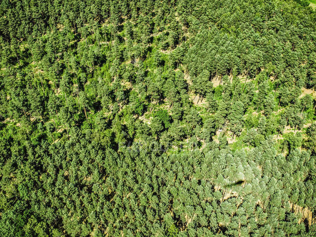 Paysage forestier vert — Photo de stock