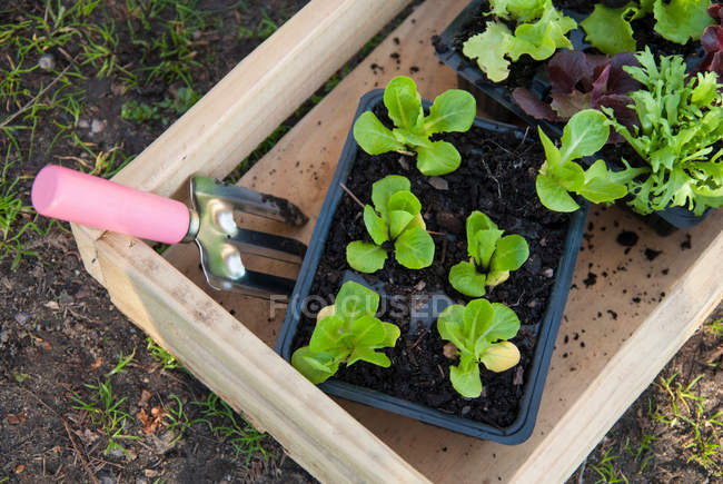 Green potted plants and mini pitchfork in wooden box — Stock Photo