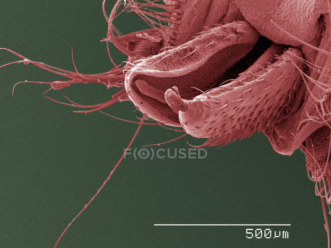 Farbige Rasterelektronenmikroskopie von Mundteilen von Mäusefliegen — Stockfoto