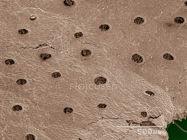 Coloured scanning electron micrograph of liverwort leaf — Stock Photo