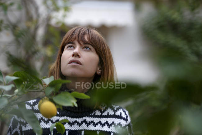 Женщина смотрит на лимонное дерево — стоковое фото