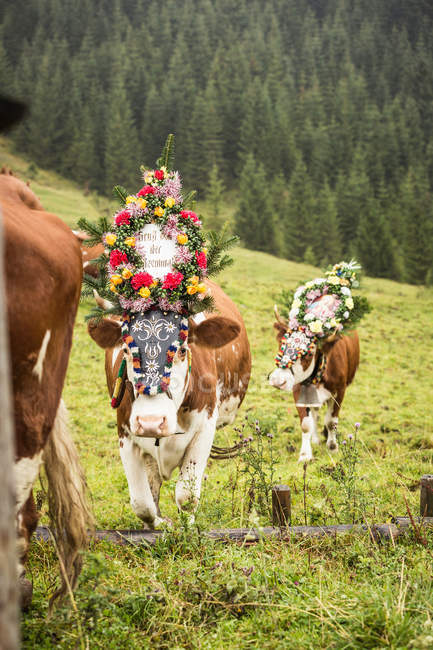 Cows wearing headdresses — Stock Photo