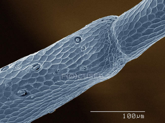 Micrografia eletrônica de varredura colorida da antena da cigarra — Fotografia de Stock