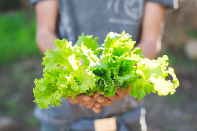 Male hands holding bunch of fresh salad greens in garden — Stock Photo