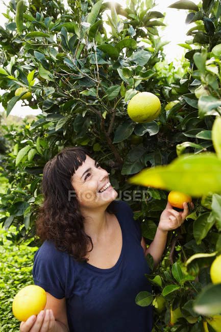 Porträt einer Frau, die Mandarinen pflückt — Stockfoto