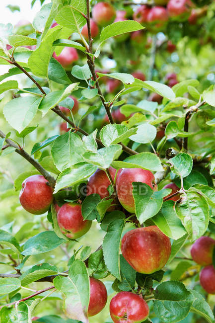 Manzanas creciendo en el árbol - foto de stock