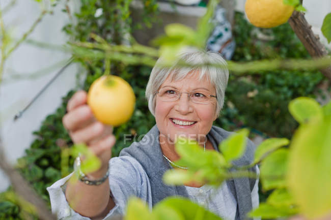 Пожилая женщина собирает фрукты на открытом воздухе — стоковое фото