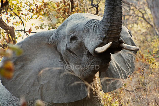 Elefante salvaje en el bosque - foto de stock