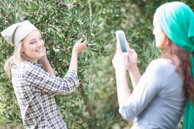 Женщина фотографирует подругу в оливковой роще — стоковое фото