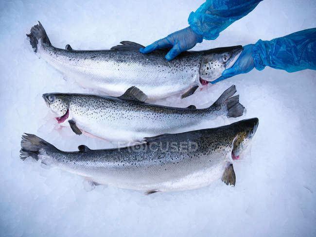 Vista ravvicinata del pesce salmone sul ghiaccio nell'allevamento ittico — Foto stock