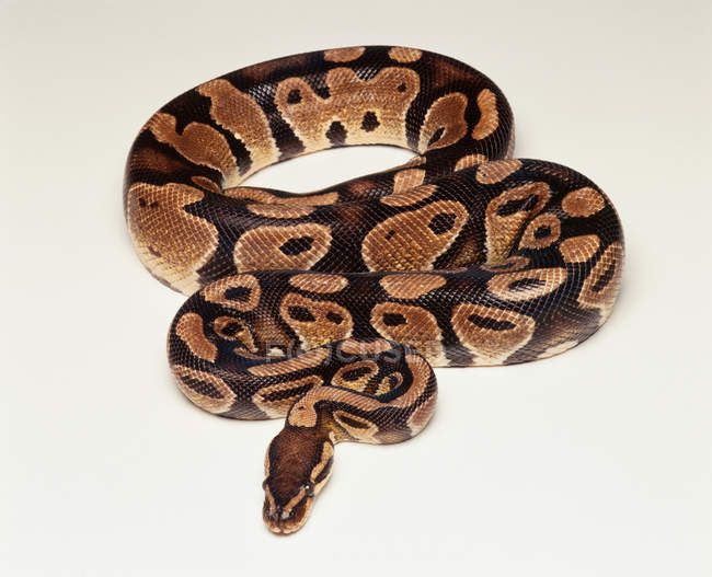 Closeup portrait of royal python isolated on white background — Stock Photo