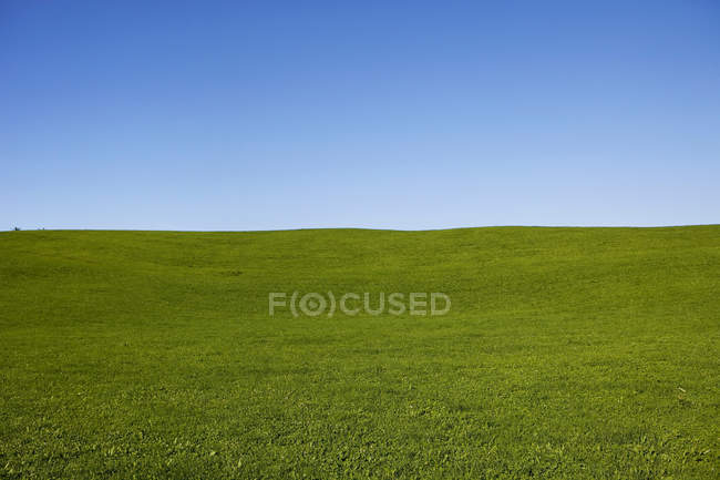 Campo verde e cielo blu — Foto stock