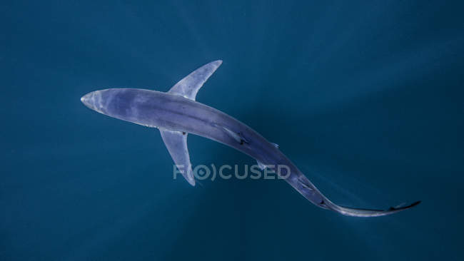 Vista de tubarão nadando debaixo d 'água — Fotografia de Stock