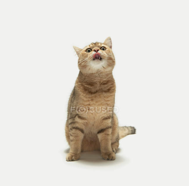 Divertido gato sentado en blanco fondo y pegando lengua fuera - foto de stock