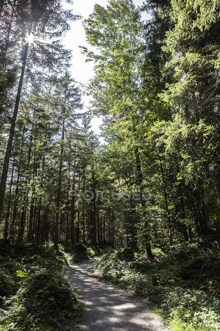 Feldweg im Wald — Stockfoto