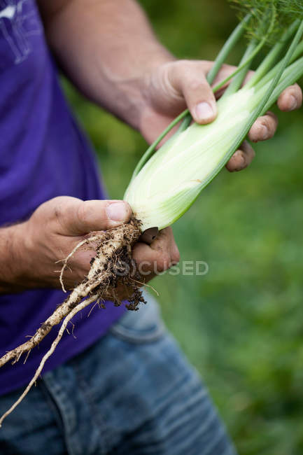 Worker holding fennel root outdoors, cropped view — Stock Photo