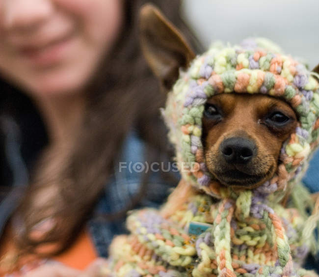 Dog wearing knitted hat — Stock Photo