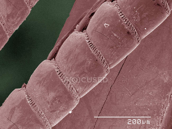 Micrografía electrónica de barrido de color de la antena de camarones mantídicos - foto de stock