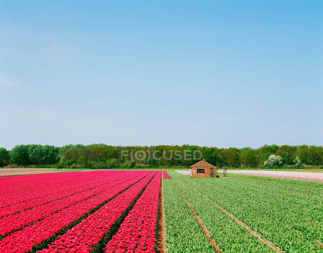 Colture floricole durante il raccolto — Foto stock