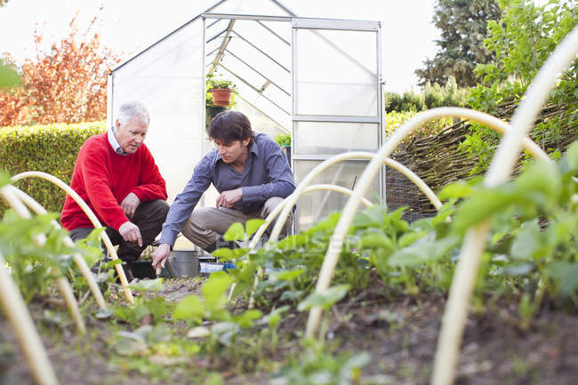 Father and adult son planting in garden — Stock Photo