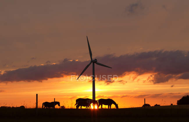 Pferde und Windrad bei Sonnenuntergang — Stockfoto