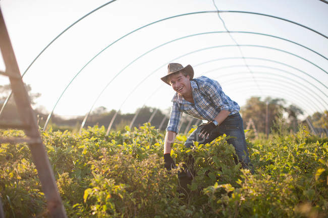 Young man working in vegetable greenhouse — Stock Photo