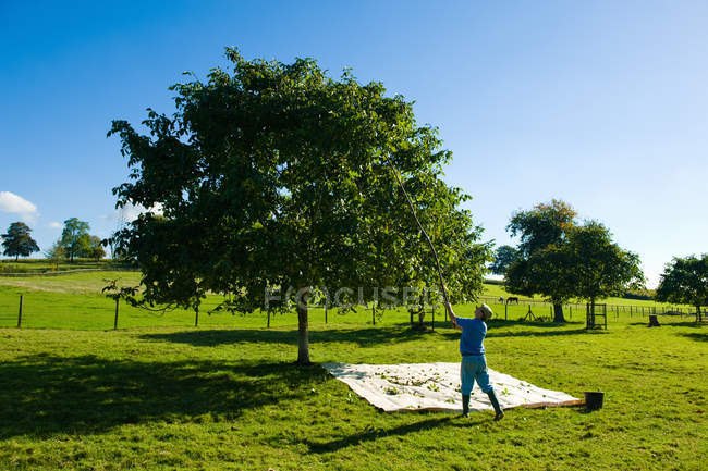 Mann holt Walnüsse mit Stange aus Baum im Walnusshain — Stockfoto
