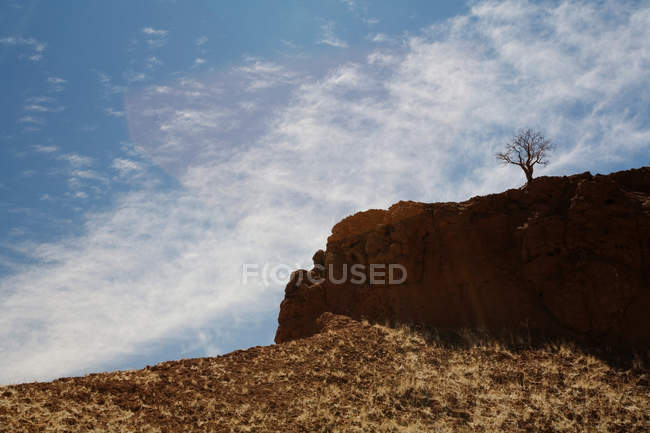 Дерево с видом на пустынный пейзаж с облачным небом — стоковое фото