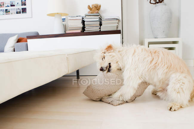 Собака кусає подушку у вітальні — стокове фото