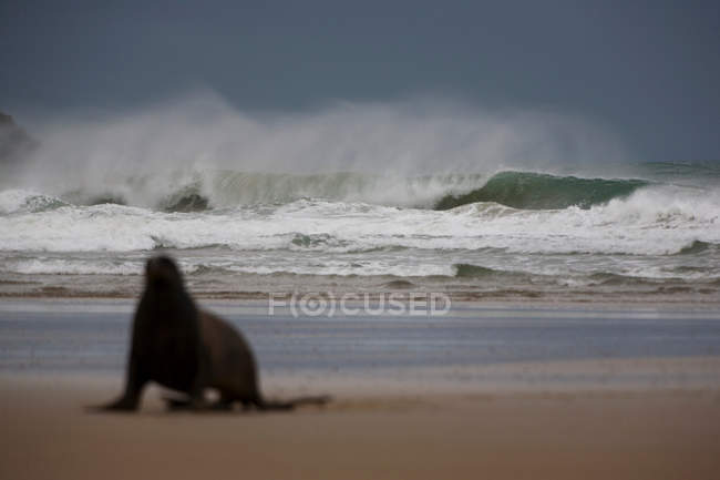 Lion de mer sur la plage — Photo de stock