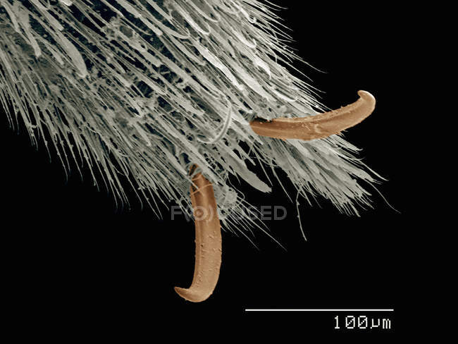 Micrografía electrónica de barrido del tarso del estridente de agua - foto de stock